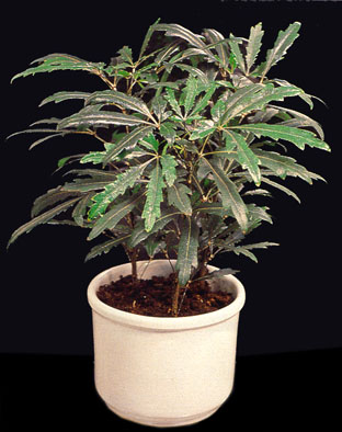 آرالیای دروغی